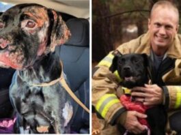 A Burned Labrador Dog Finds A New Home With A Firefighter