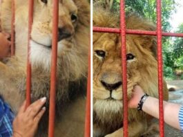 A Touching Farewell After More Than Two Decades Of Great Friendship Between A Lion And His Rescuer