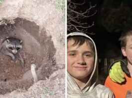 These Caring Children Saved The Life Of A Buried Alive Raccoon