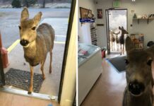 Deer walks into store to look around and later comes back with her kids Deer walks into store to look around and later comes back with her kids