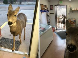 Deer walks into store to look around and later comes back with her kids