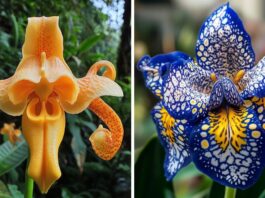 The Enchantment of Extraordinary Orchids: Masterswork of Nature