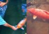 This Incredible Koi Fish Lived For 226 Years This Incredible Koi Fish Lived For 226 Years