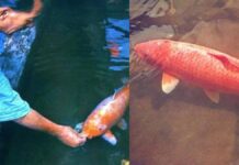 This Incredible Koi Fish Lived For 226 Years This Incredible Koi Fish Lived For 226 Years