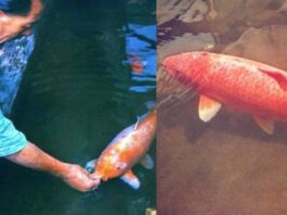 This Incredible Koi Fish Lived For 226 Years